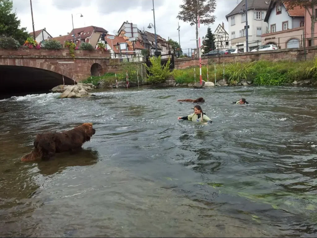 Photo dans l'Ille à Séléstat de Tessy Perez et de son chien de travail lors de son engagement au sein de l'association Terre-Neuve 67