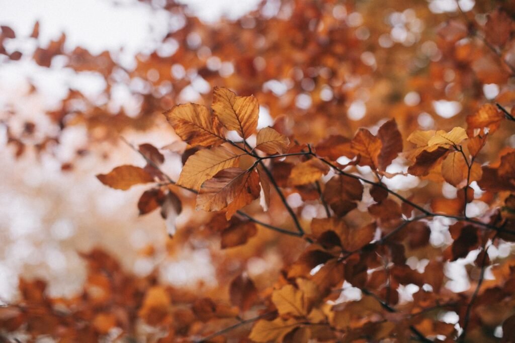 Close-up of golden autumn leaves, perfect for seasonal backgrounds and fall themes.